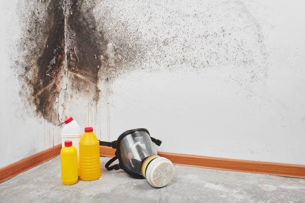 Carpet water damage restoration